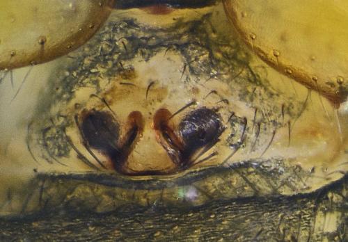 Réf. 206 122 : Oedothorax gibbosus